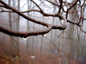https://tudatoselet.blogcdn.p3k.hu/files/2012/11/branch3.jpg